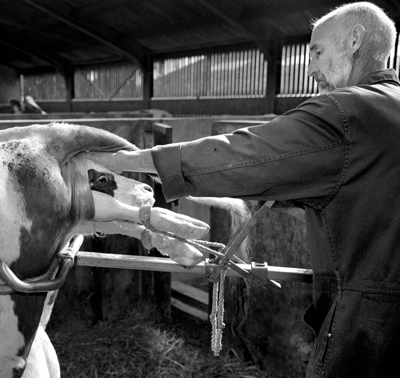 2007- PUBLISHED NOT FORGOTTEN - Serie ZATERDAGAVOND - Brabants Dagblad - Geboorte van kalf bij boer Jan, Elshout Nbr - Birth of calf at farmer Jan, Elshout Nbr
