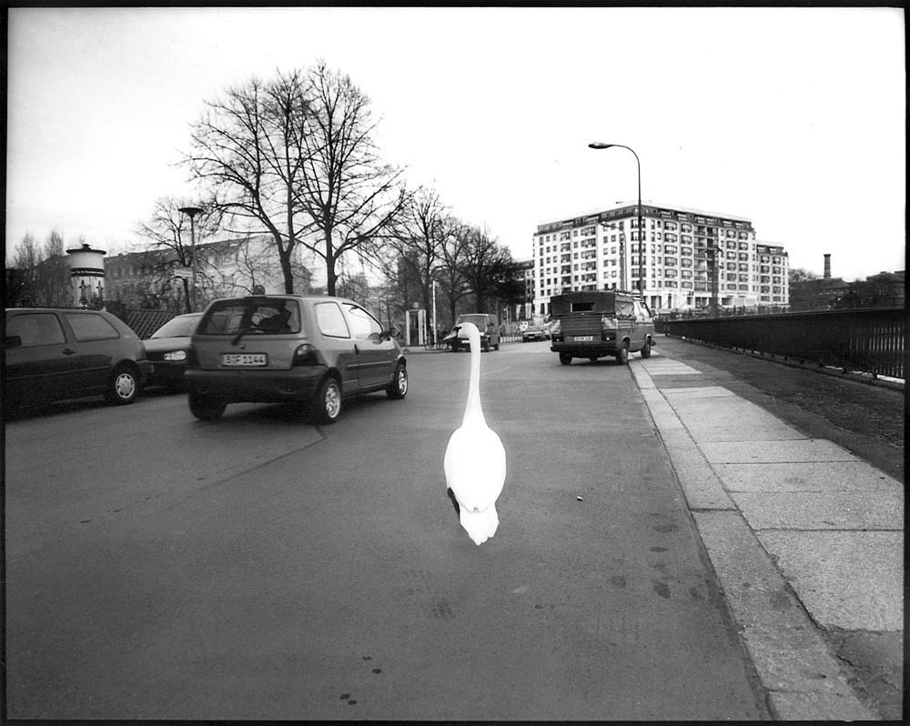 SCHWAN – ‘Der Schwan irrt sich’  / ‘The swan is mistaken’ - Rasto Lewandowski said - Schiffbauerdamm - From the serie BERLIN 2014 - 2000/2007 - Black & White Film 6x7 cm